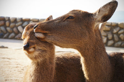 Close-up of cute deer