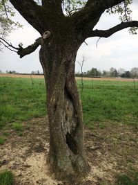 Tree trunk on field against sky