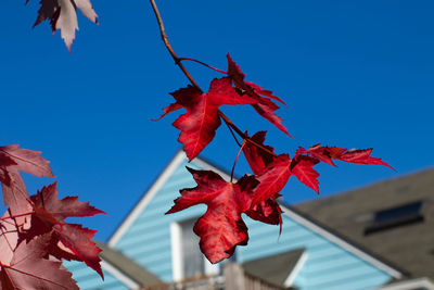 Low angle view of red maple leaves against blue sky
