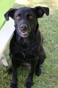 Close-up portrait of black dog sitting on grass