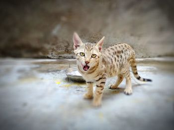 Portrait of tabby cat on floor