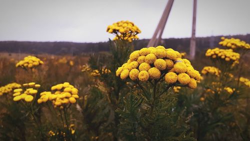 Close-up of yellow flowering plants on field against sky