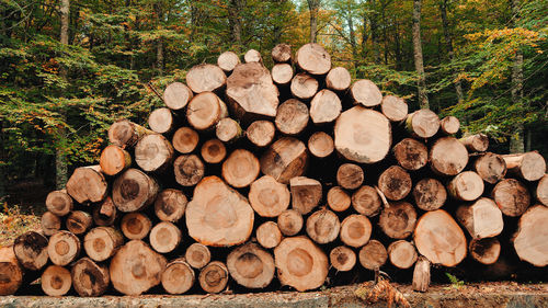 Wooden logs stacked in the woods
