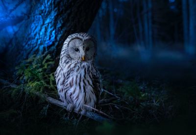 owl