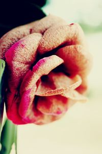 Close-up of hand holding red rose