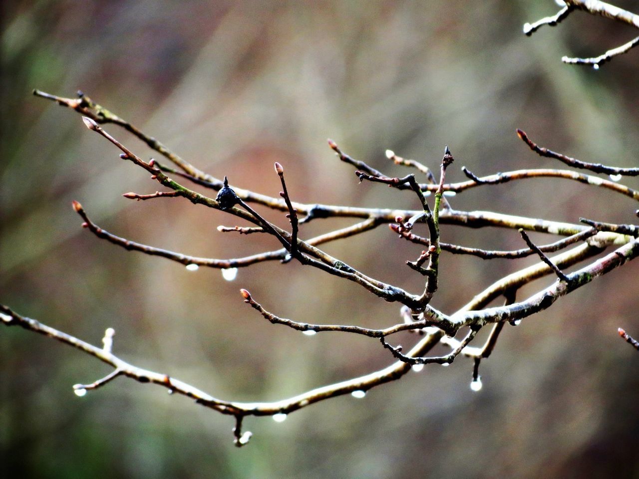 focus on foreground, close-up, twig, branch, nature, selective focus, drop, winter, plant, day, outdoors, weather, wet, cold temperature, frozen, water, season, tranquility, no people, dry