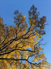 Low angle view of tree against blue sky