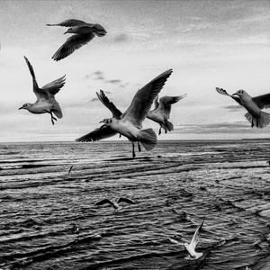 Seagulls flying over sea against sky