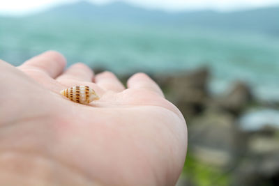 Cropped hand of woman holding seashell