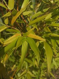 Close-up of fresh green plant