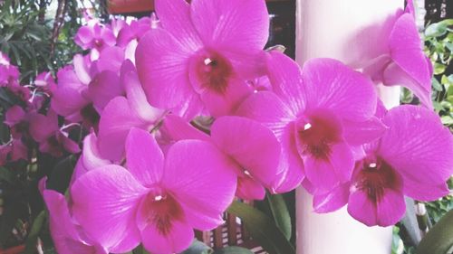 Close-up of pink flower