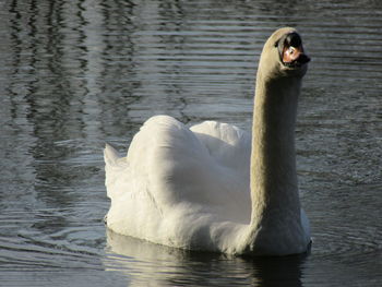 Close-up of swan in lake