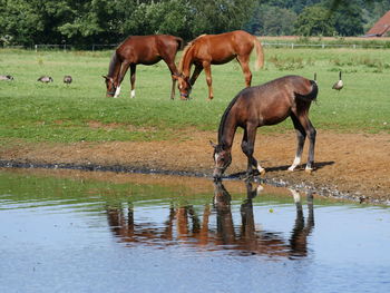 Horses grazing on field