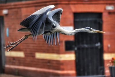 Close-up of a bird flying