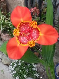 Close-up of red flower