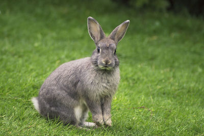 Portrait of an animal on land