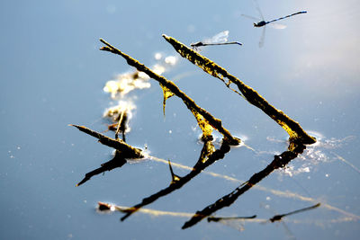 Close-up of bird flying over lake against sky