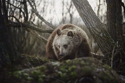 Bear standing by tree trunk in forest