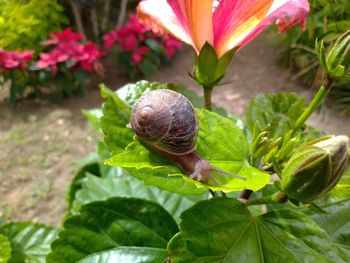 Close-up of snail on plant