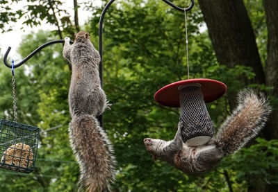 View of squirrel on tree trunk