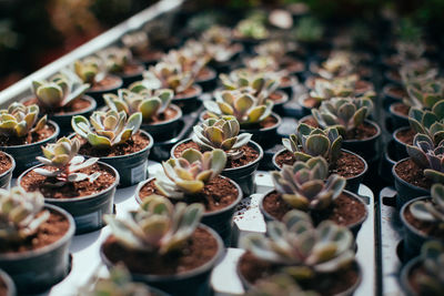 High angle view of succulent plants on table