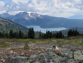 View of sheep on mountain against sky