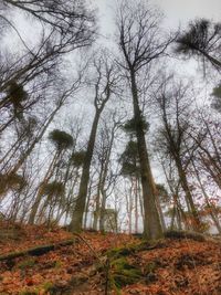 Low angle view of trees in forest