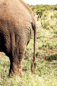 View of elephant on field