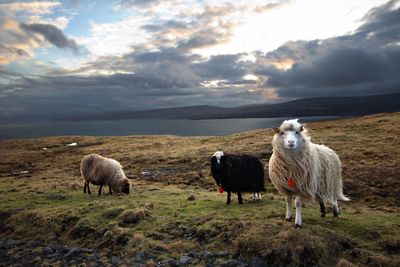 Sheep standing in a field