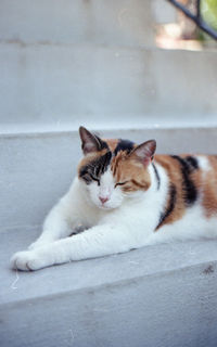 Portrait of cat resting on floor