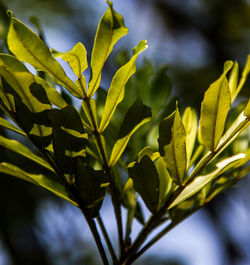 Close-up of green leaves