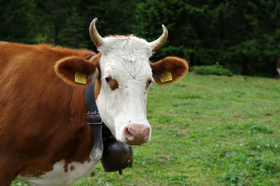 Portrait of cow on field