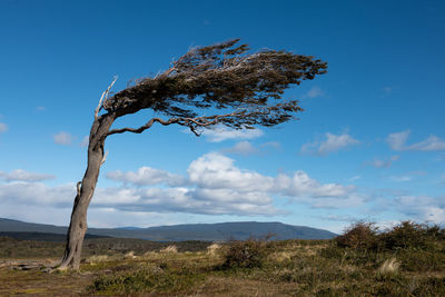 Tree on field against sky