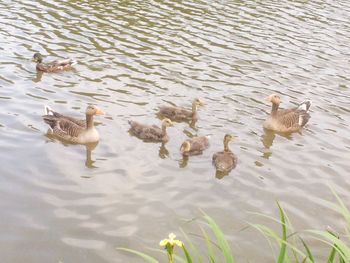 High angle view of ducks swimming on lake