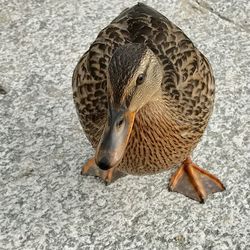 Close-up of duck