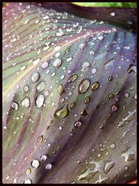 Close-up of raindrops on flower