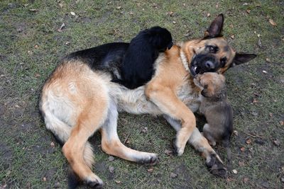 Close-up of a dog