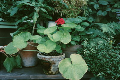 Close-up of potted plant