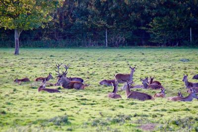 Flock of birds on grass against trees