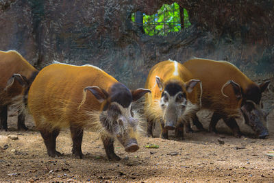 Red river hogs will live show in the forest zoo.