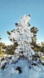 Low angle view of frozen tree against clear sky