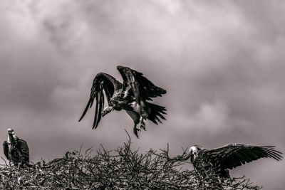 Close-up of dead plant on snow covered landscape