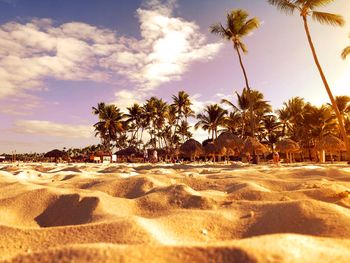 Palm trees on beach against sky