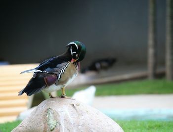 Close-up of bird perching outdoors