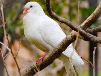 Close-up of white pigeon pperching on branch