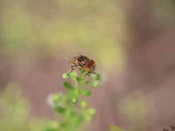 Close-up of bee pollinating on flower