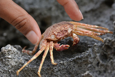 Close-up of hand holding crab