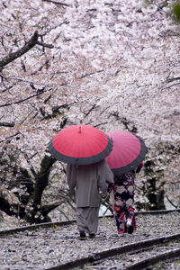 Pink cherry blossoms in rain