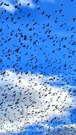 Low angle view of birds flying in blue sky