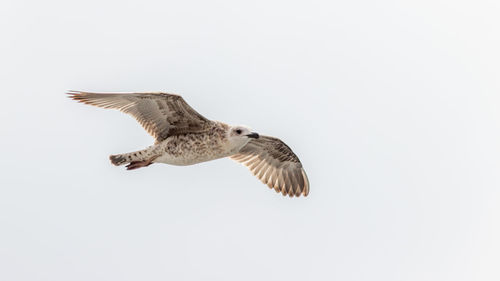 Bird flying over white background